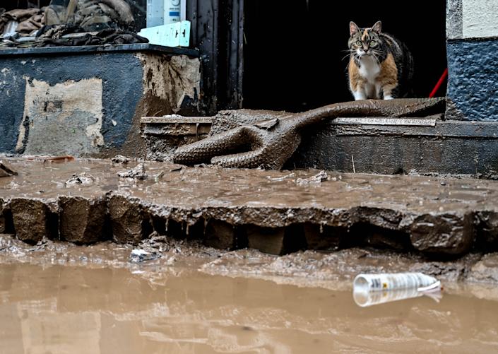 O pisică inspectează pagubele unei străzi inundate din Bad M & # xfc;  nstereifel, Germania, joi. 