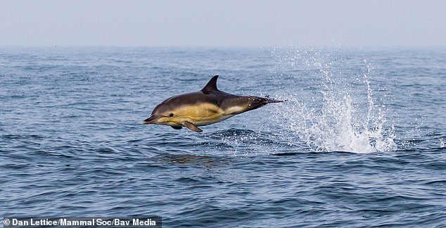 Echipajul RNLI a spus că a văzut un grup de delfini la două mile și jumătate de plaja Castlegregory, determinându-i să-l vadă pe înotătorul disperat.