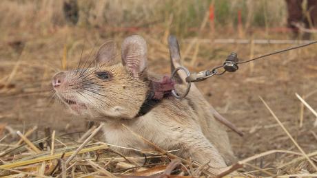 & # 39;  mouse-ul erou & # 39 ;  Câștigă o medalie de aur de la British Landmine Hunting Charity