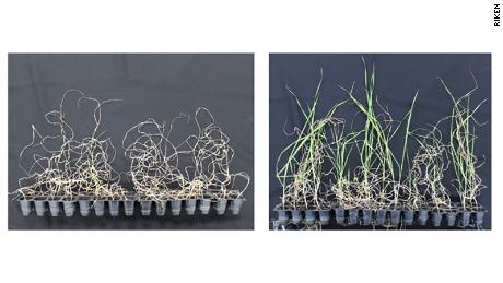 Probele de grâu nu au supraviețuit la rate mari atunci când solul a fost lipsit de apă (stânga), dar cele tratate în prealabil cu etanol (dreapta) se descurcă mai bine.